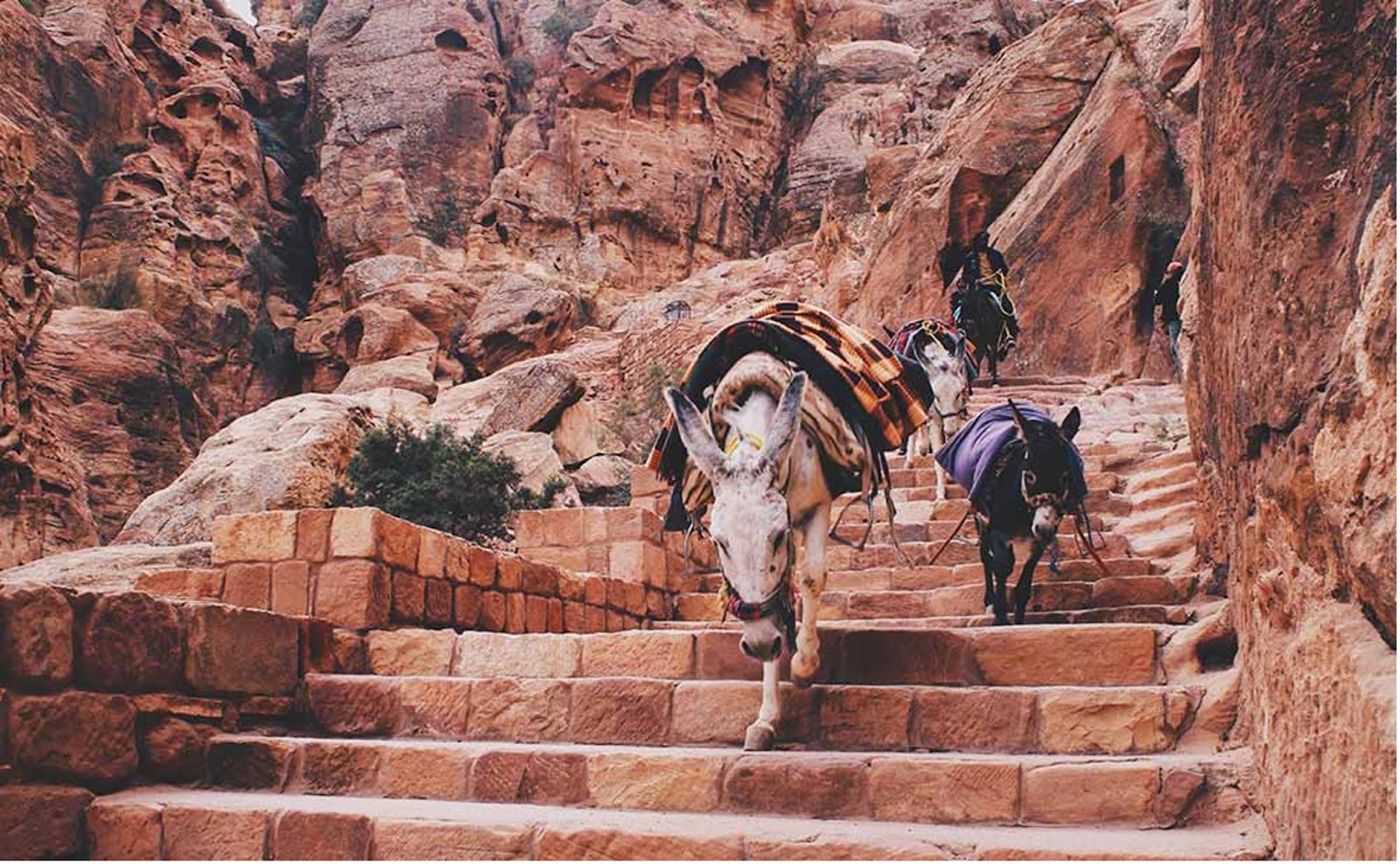 Voyage organisé-Circuit-Essence de Jordanie -vacances